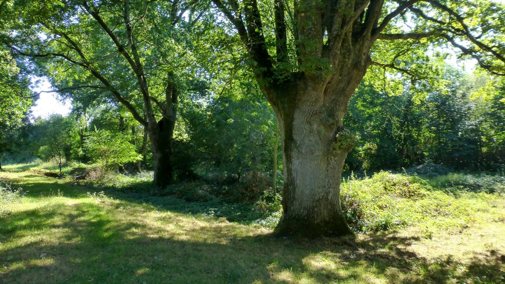 Les chênes centenaires du jardin de l'éco-ferme de Fangorn