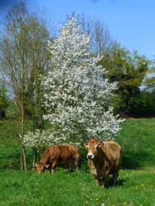 Les parthenaises dans le jardin de l'éco-ferme de Fangorn (Pougne-Hérisson, 79)